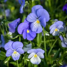 Viola- Blue Perfection