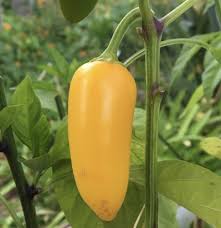 Arriba – Jalape?o Pepper Seed