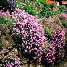 Aubretia Pink