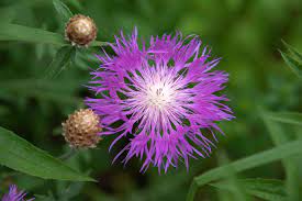 American Basket Flower- Rosy Lilac