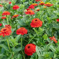 Zinnia- Zinderella Red