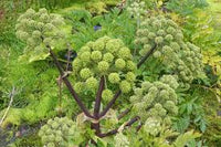 Angelica – Organic Herb Seed