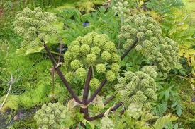 Angelica – Organic Herb Seed