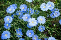 Blue Flax