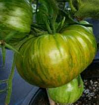 Tomato- Berkeley Tie Dye Green