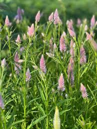 Flamingo Feather – Celosia Seed