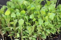 Anise – Microgreen Seed