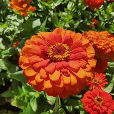 Zinnia- Oriole