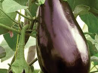 Traviata – Organic Eggplant Seed