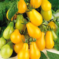 Tomato Plum Yellow Vegetable Seeds