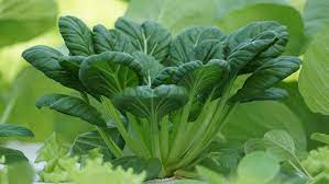 Tatsoi Spinach Mustard Green Vegetable Seeds