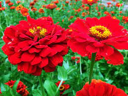 Zinnia- Benary's Giant Scarlet