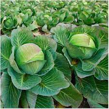 Cabbage Poi Vegetable Seeds