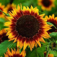 Firecracker – Sunflower Seed