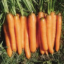 Yaya – Organic Carrot Seed