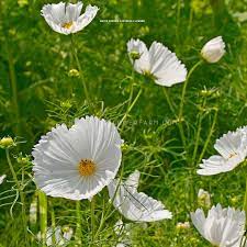 Cupcakes White – Cosmos Seed