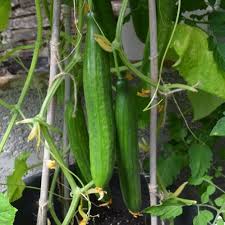 Tyria – Organic Cucumber Seed