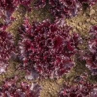 Azirka – Pelleted Lettuce Seed