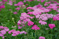 Yarrow- Cerise Queen