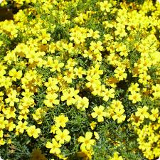 Lemon Gem – Marigold Seed