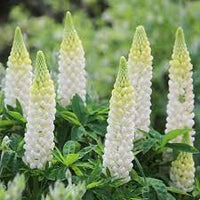 Noble Maiden – Lupine Seed