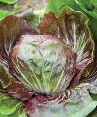 Bel Fiore – Radicchio Seed