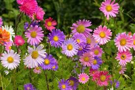 Aster- Tall China Mix