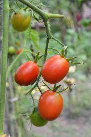 Tomato Pusa Ruby Vegetable Seeds