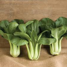 Black Summer – Bok Choy Seeds