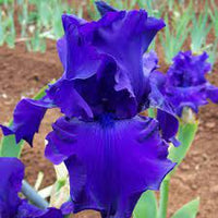 Titan's Glory Bearded Iris