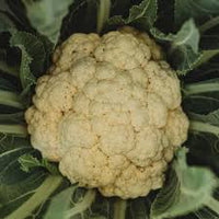 Amazing – Cauliflower Seed