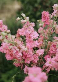 Pink Queen – Larkspur Seed