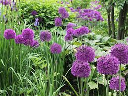 Allium- Purple Rain (Bulb)