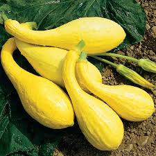 Yellow Crookneck – Organic Yellow Summer Squash Seed