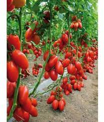 Tomato San Marzano  Vegetable Seeds