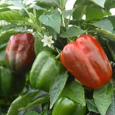 Capsicum California Wonder Vegetable Seeds