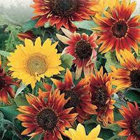 Johnny’s Sunflower Collection – Seed