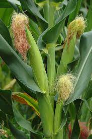 Xtra-Tender 2171 – Organic Corn Seed