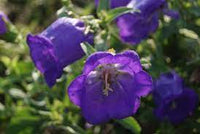 Champion Blue – Campanula Seed