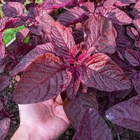 Red Amaranth, Red Cholai Vegetable Seeds