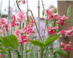 Mars – Sweet Pea Seed