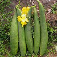 Sponge Gourd Jaipur Long Vegetable Seeds