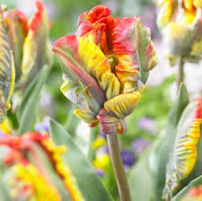 Rasta Parrot – Tulip