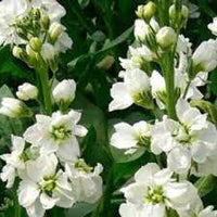 Quartet White – Stock Seed