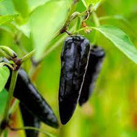 Chilli Hybrid Deep Kali Vegetable Seeds