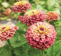 Zinnia- Queeny Lime with Red