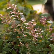 Agastache- Lavender Martini