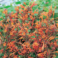 Agastache- Apricot Sprite