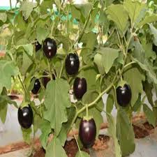 Brinjal Sona Babu Vegetable Seeds