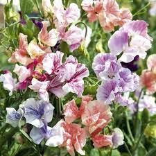 Spencer Ripple Formula Mix Sweet Pea Seed